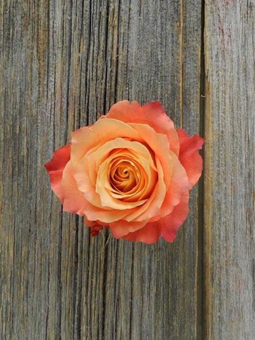 Free Spirit  Bicolor Orange/Yellow Roses